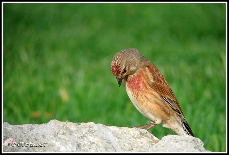 Common Linnet