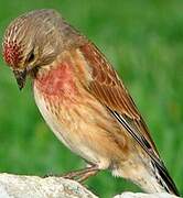 Common Linnet