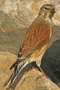 Common Linnet