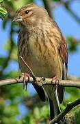 Linotte mélodieuse