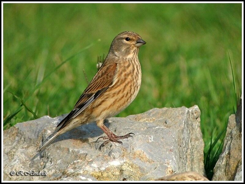 Common Linnet