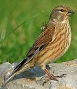 Common Linnet