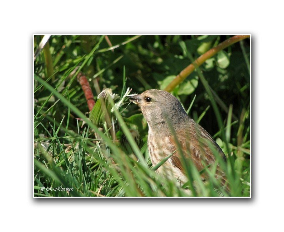 Linotte mélodieuse