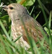 Linotte mélodieuse