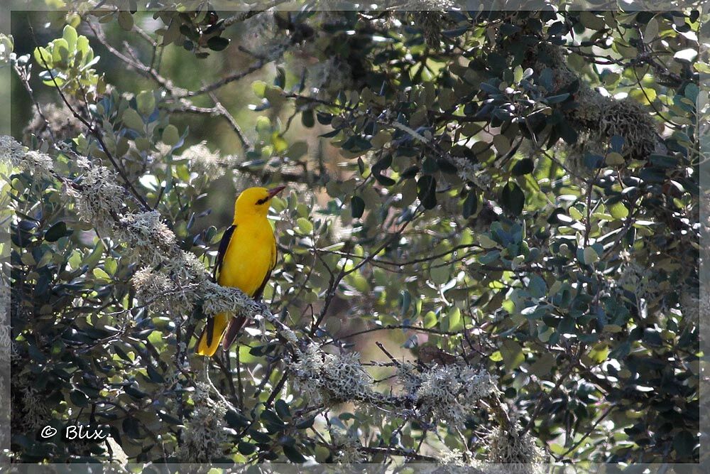 Eurasian Golden Oriole