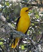 Eurasian Golden Oriole