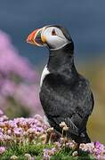 Atlantic Puffin