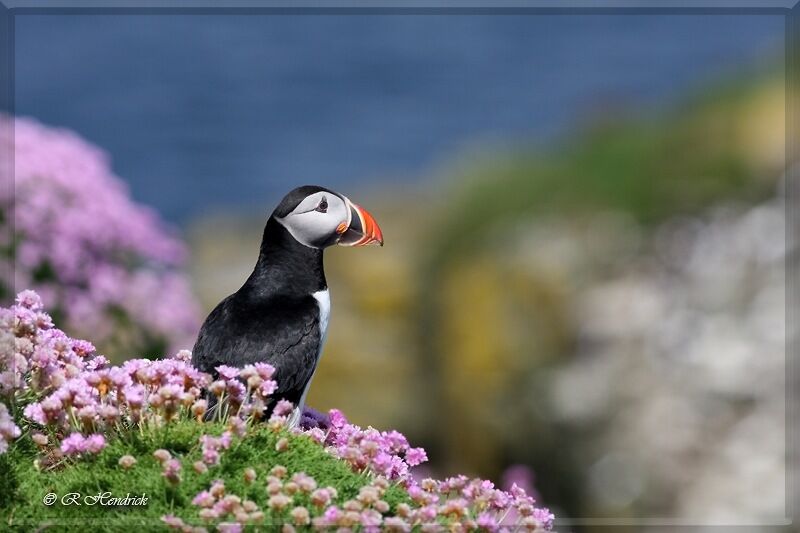 Atlantic Puffin