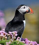 Atlantic Puffin