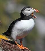 Atlantic Puffin