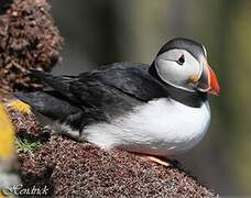 Atlantic Puffin