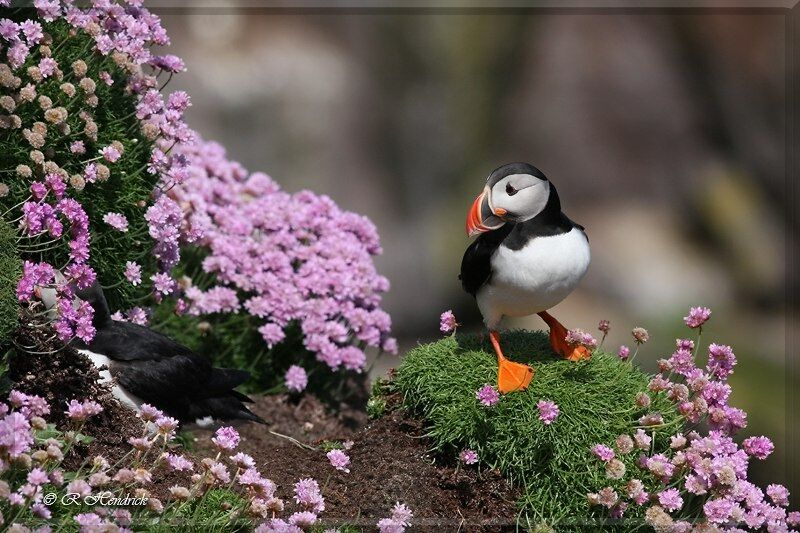 Atlantic Puffin