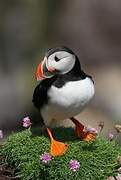 Atlantic Puffin