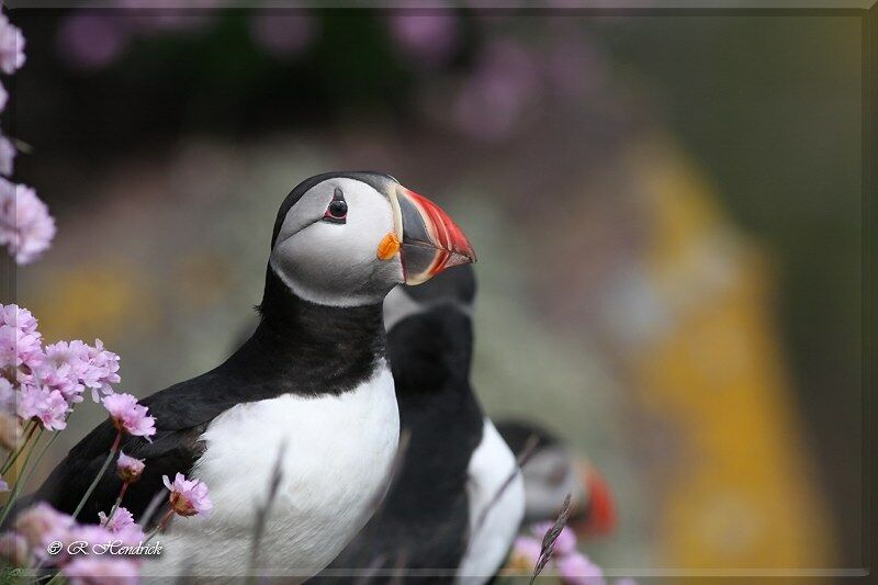 Atlantic Puffin