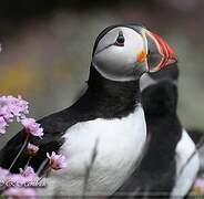 Atlantic Puffin