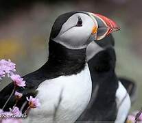 Atlantic Puffin