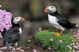 Atlantic Puffin