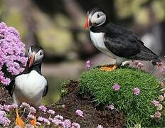 Atlantic Puffin