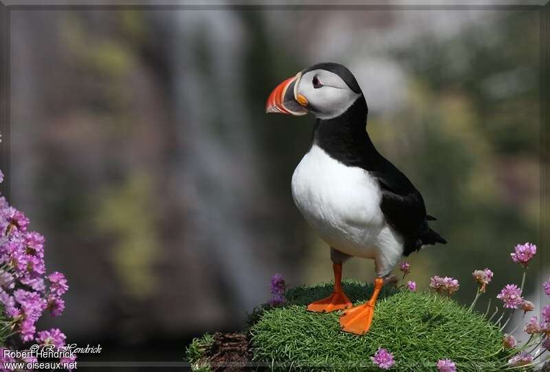 Atlantic Puffinadult, identification