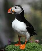 Atlantic Puffin