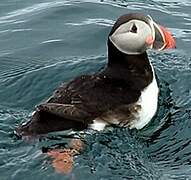 Atlantic Puffin