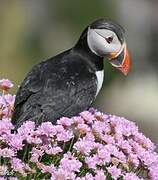 Atlantic Puffin