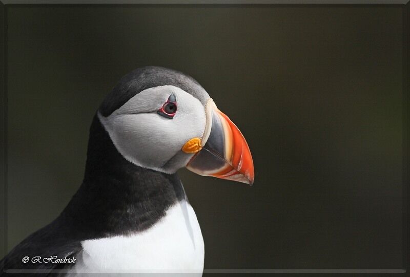 Atlantic Puffin