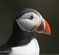 Atlantic Puffin