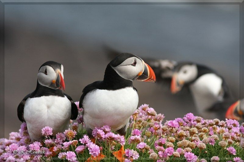 Atlantic Puffin