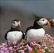 Atlantic Puffin