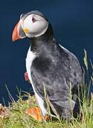 Atlantic Puffin