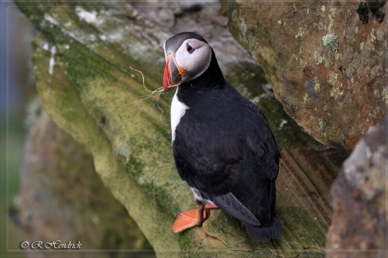 Atlantic Puffin