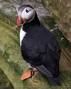 Atlantic Puffin