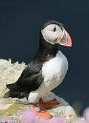 Atlantic Puffin