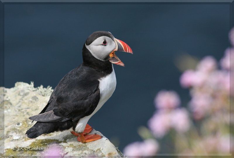 Atlantic Puffin