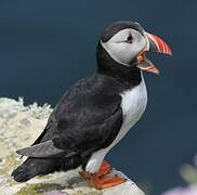 Atlantic Puffin