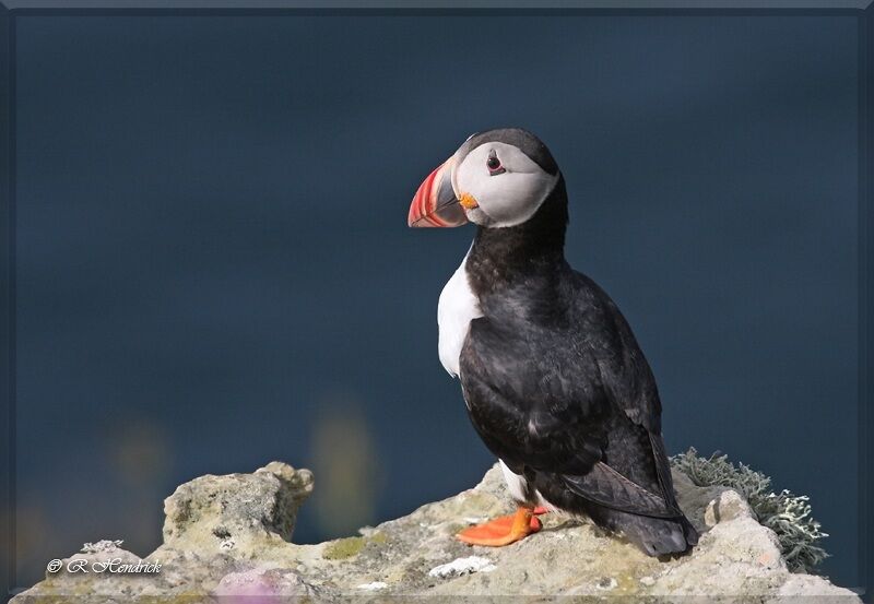 Atlantic Puffin