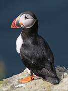 Atlantic Puffin