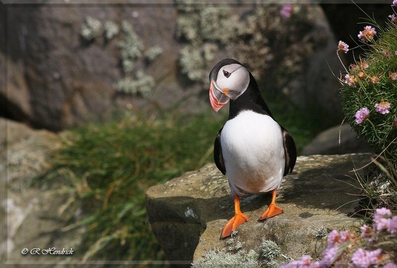 Atlantic Puffin