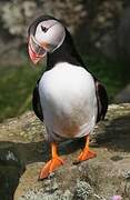 Atlantic Puffin