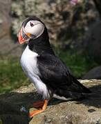 Atlantic Puffin