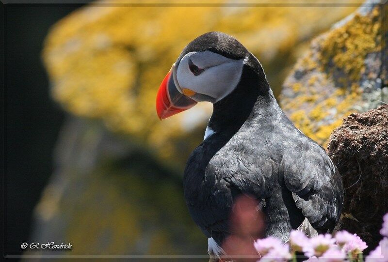 Atlantic Puffin