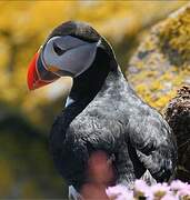 Atlantic Puffin