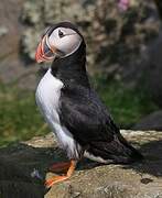 Atlantic Puffin