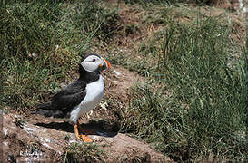 Atlantic Puffin