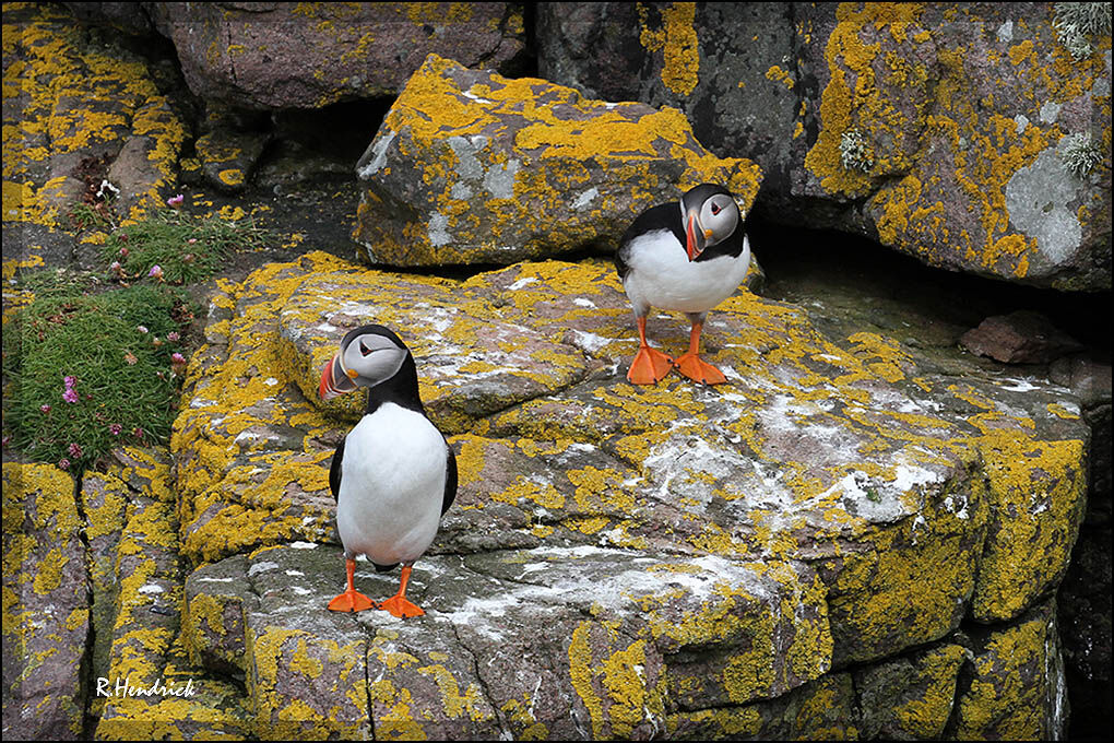 Atlantic Puffin