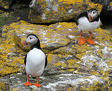 Atlantic Puffin