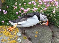 Atlantic Puffin