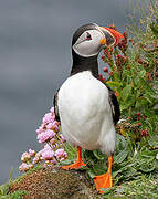 Atlantic Puffin