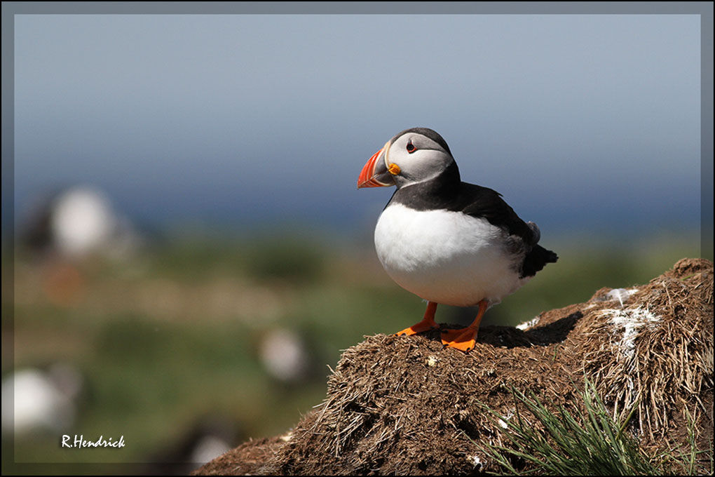 Atlantic Puffin